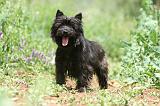 CAIRN TERRIER 585